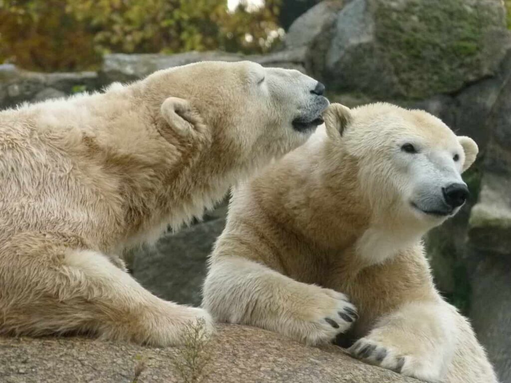 Polar Bears are Herbivores: Having versatile dies 