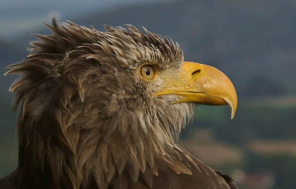 Golden Eagle: Master of Sky