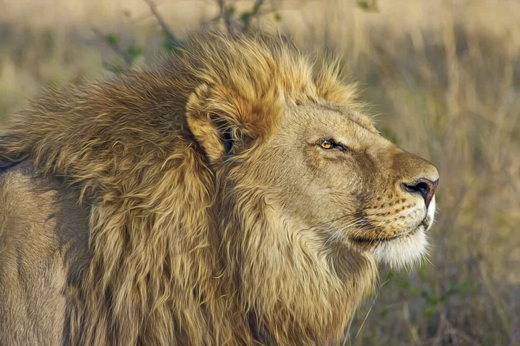Lion's Mane is Also a Signal for Other Male Lions