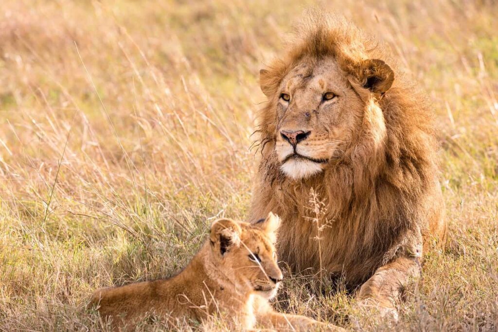 Female Lions Prefer Lions with thick Manes