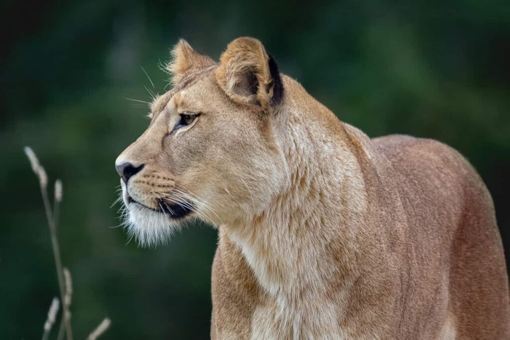 Female Lions Live Longer As Compared to Male