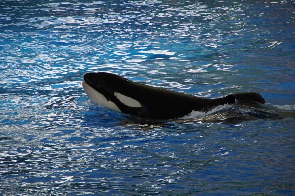 Orca also name as "Killer Whales"