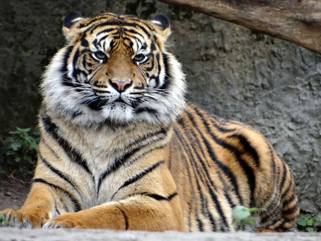 Tigers in Captivity Live Longer