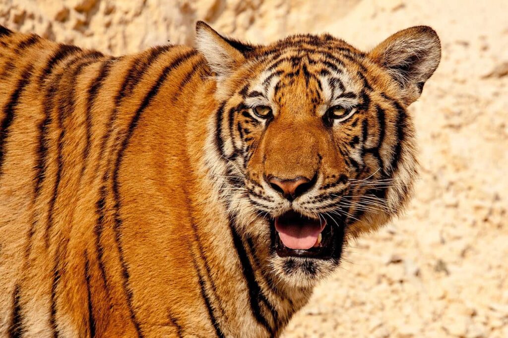 In Wild Tigers Live up to 10-15 Years