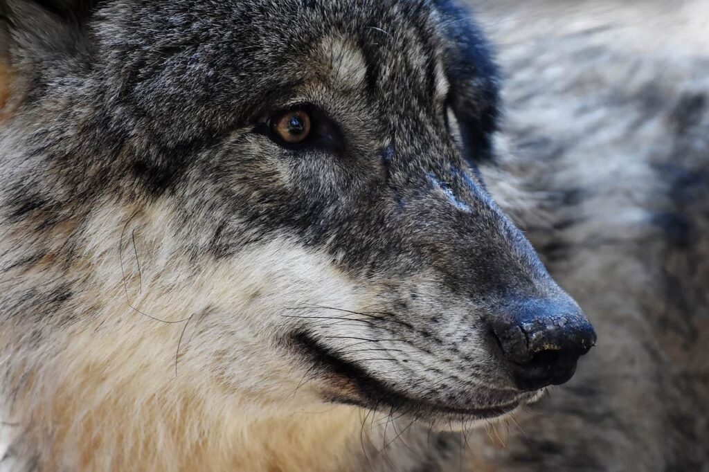Wolves Are Renowned for their Territorial Behavior