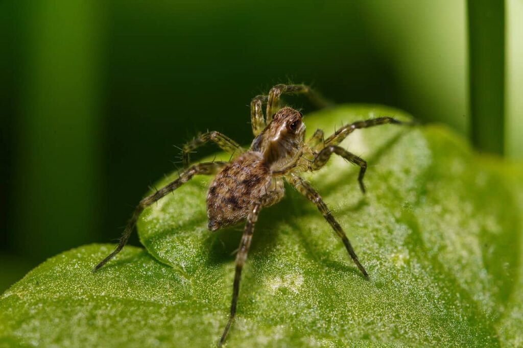 There are more than 2,000 kinds of Wolf Spiders