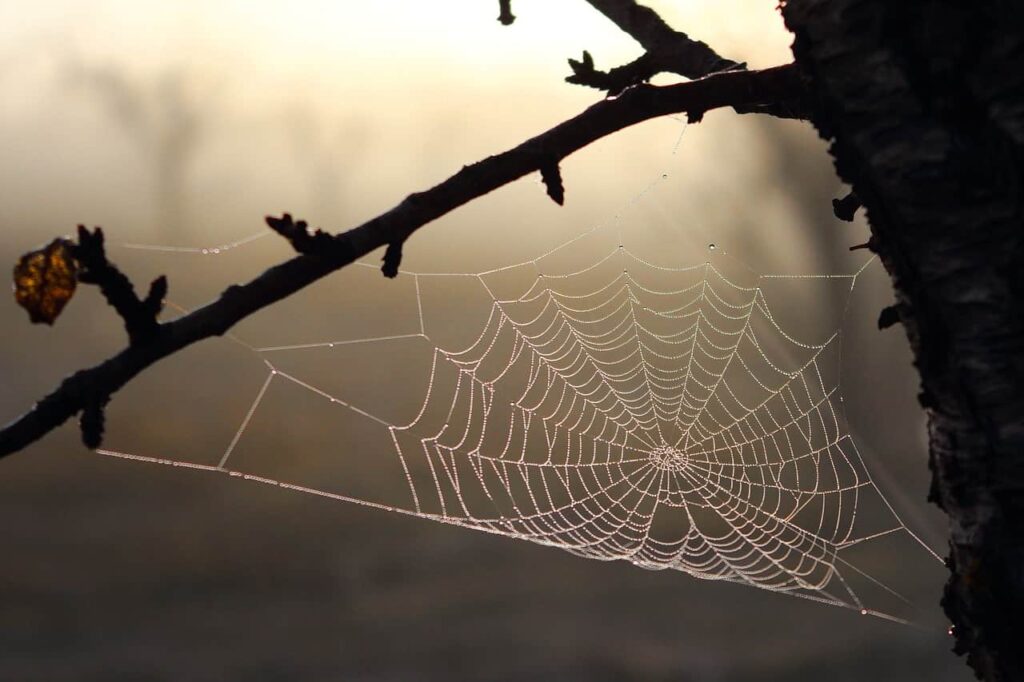 Spiders Use Silk for Various Functions, Such as Building Webs