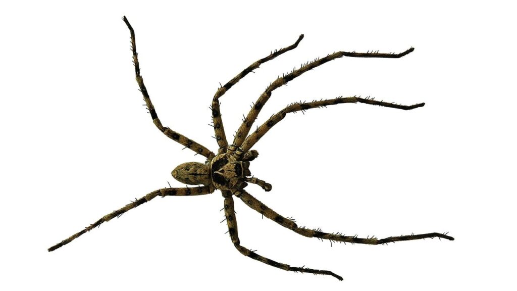 Spider Has Two Body Segments