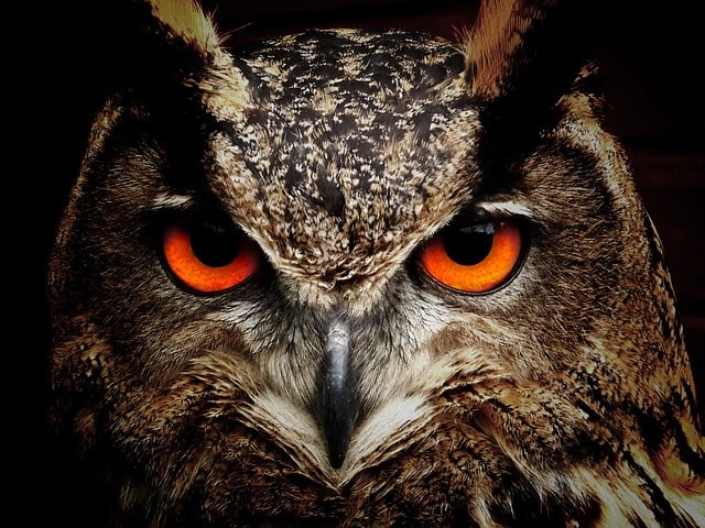 Incredible Owl <strong>(<em>Bubo virginianus</em>)</strong>