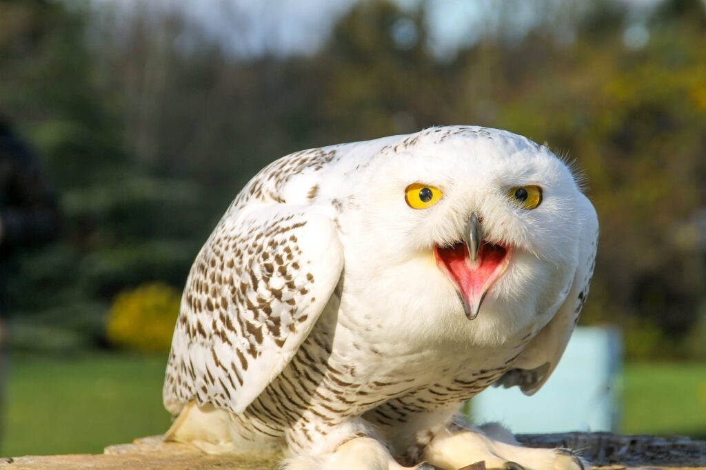 Snowy Owls Predator